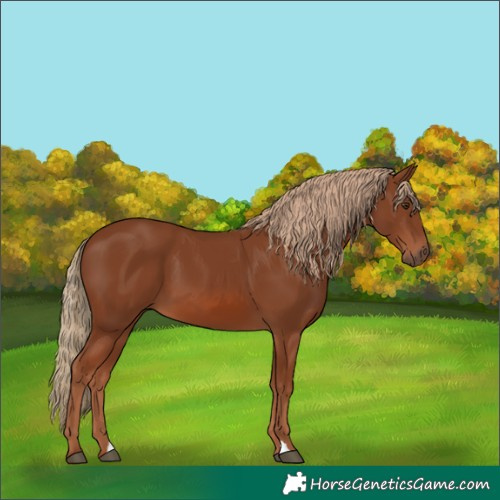Horse Color:Chestnut 