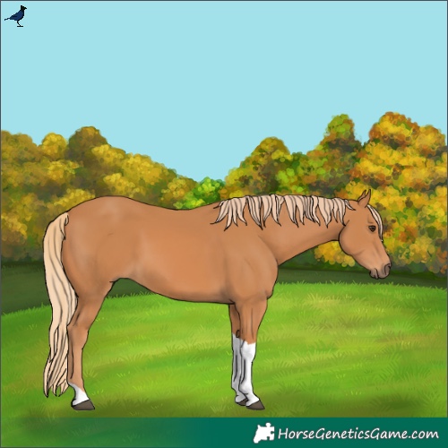 Horse Color:Chestnut Tobiano Rabicano 