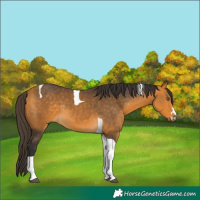 Horse Color:Buckskin Tobiano 