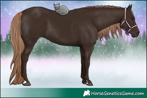 Horse Color:Liver Chestnut