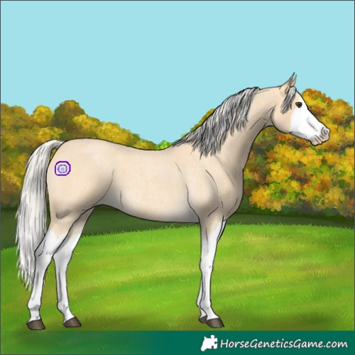 Horse Color:Silver Buckskin Roan Splash 