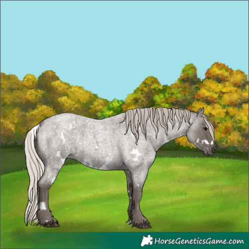 Horse Color:White Spotted Silver Blue Roan 