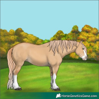 Horse Color:Red Dun Splash 