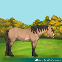 Horse Color:Bay Dun Frame