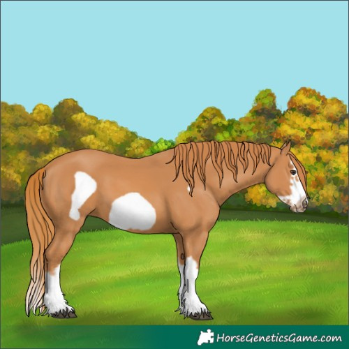 Horse Color:Chestnut Splash Frame 