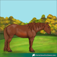 Horse Color:Chestnut 