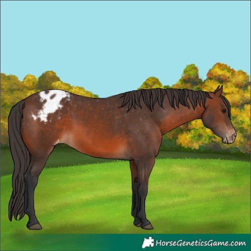 Horse Color:Brown Appaloosa