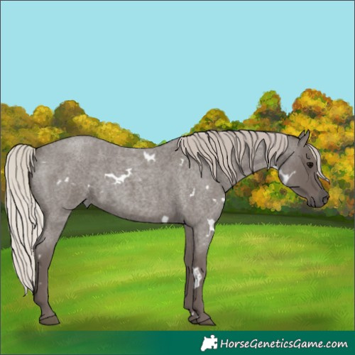 Horse Color:White Spotted Silver Blue Roan 