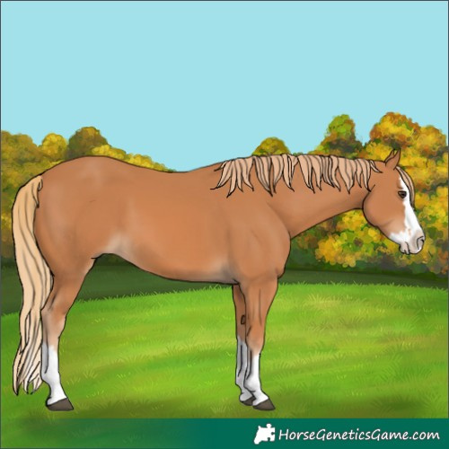 Horse Color:Chestnut Splash 