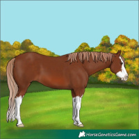 Horse Color:Chestnut Splash