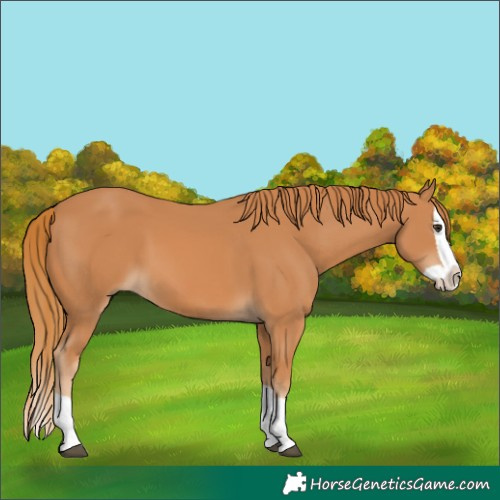 Horse Color:Chestnut Splash 