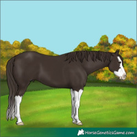 Horse Color:Liver Chestnut Splash 