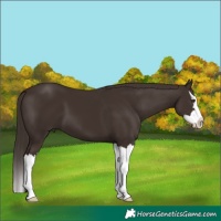 Horse Color:Liver Chestnut Splash