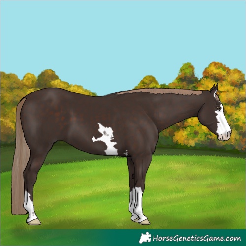 Horse Color:Liver Chestnut