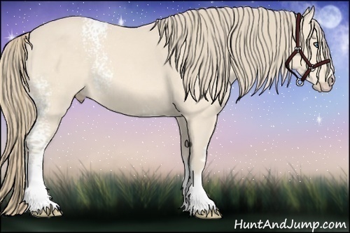 Horse Color:White Spotted Perlino 