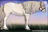 Horse Color:White Spotted Perlino 