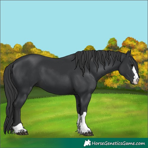 Horse Color:Black 