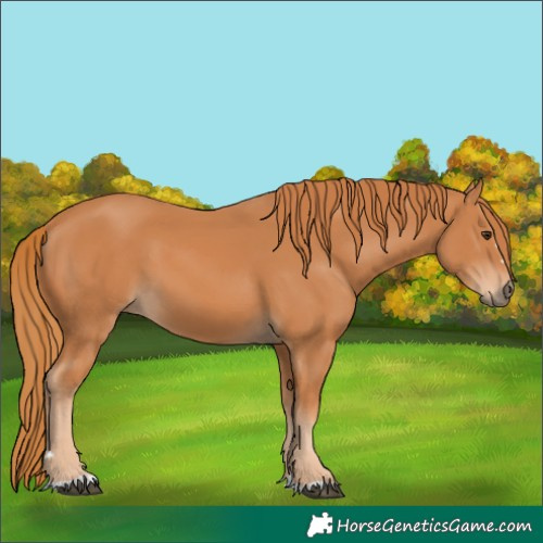 Horse Color:Chestnut 