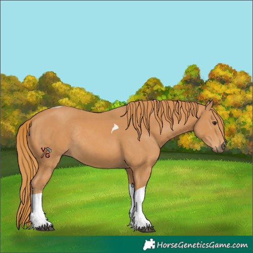Horse Color:Chestnut Tobiano Rabicano 