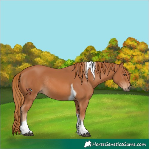 Horse Color:Chestnut Tobiano Rabicano 