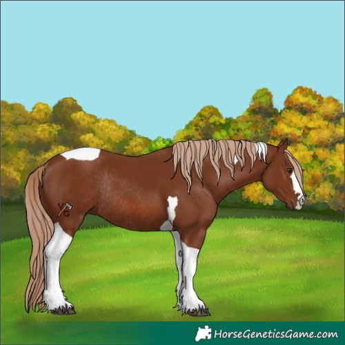 Horse Color:Chestnut Tobiano Rabicano