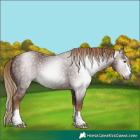 Horse Color:Gray Chestnut 