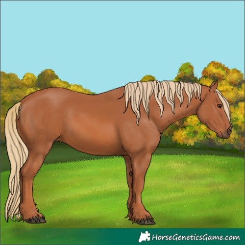 Horse Color:Chestnut 