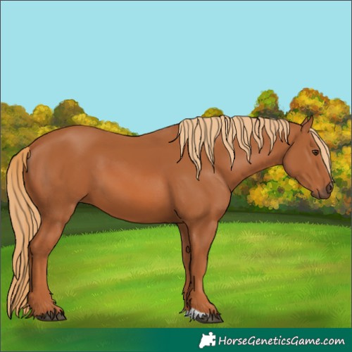 Horse Color:Chestnut 