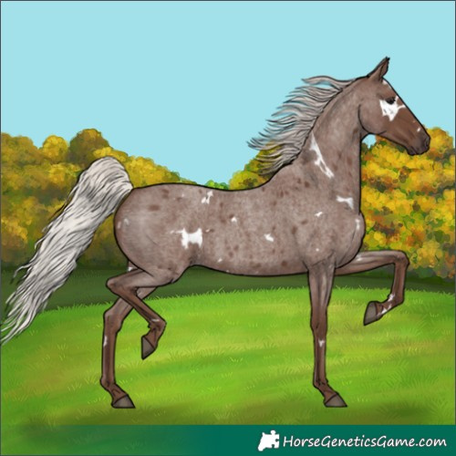 Horse Color:White Spotted Silver Blue Roan 