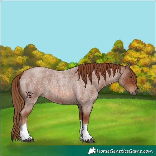 Horse Color:Red Roan Tobiano 