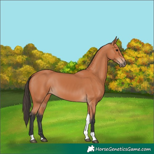 Horse Color:Bay Tobiano 
