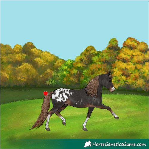 Horse Color:Liver Chestnut Tobiano Frame Appaloosa 