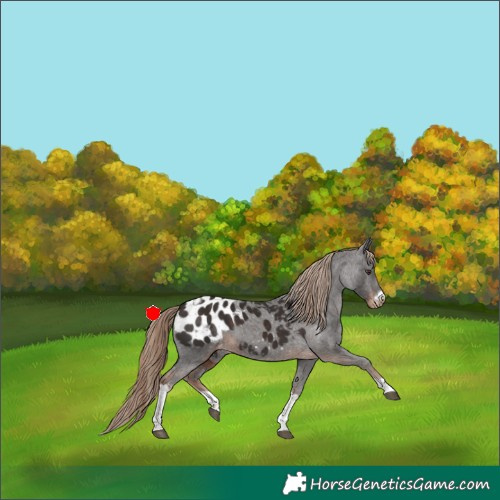 Horse Color:Liver Chestnut Tobiano Frame Blanket 
