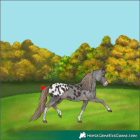 Horse Color:Liver Chestnut Tobiano Frame Appaloosa 