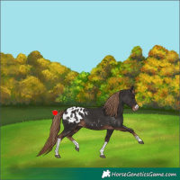 Horse Color:Liver Chestnut Tobiano Frame Appaloosa