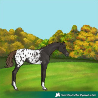 Horse Color:Liver Chestnut Tobiano Appaloosa 
