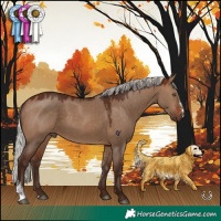 Horse Color:Silver Brown Dun Sabino Rabicano