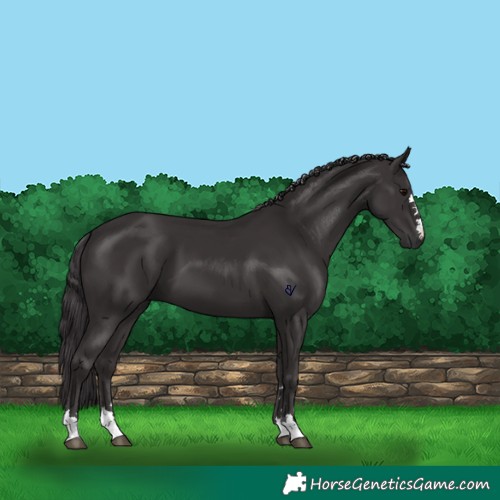 Horse Color:Smoky Black 