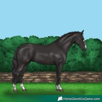 Horse Color:Smoky Black 
