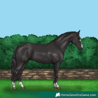 Horse Color:Smoky Black