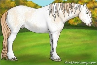 Horse Color:White Spotted Buckskin Pearl 