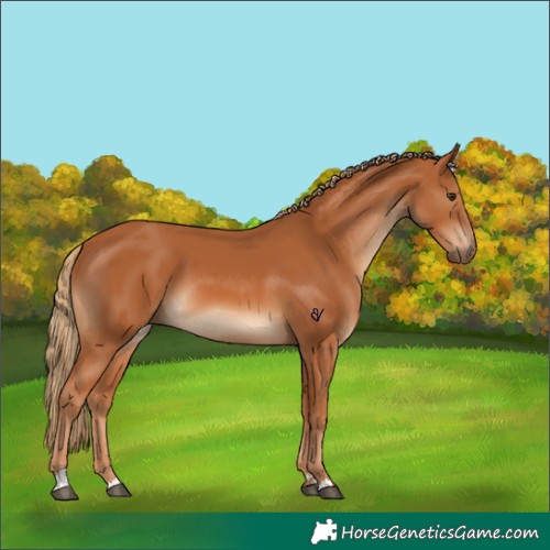 Horse Color:Chestnut 