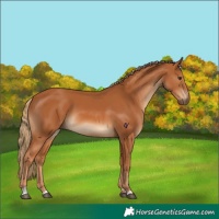 Horse Color:Chestnut 