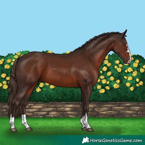 Horse Color:Liver Chestnut 