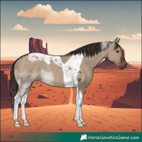Horse Color:Liver Red Dun Tobiano Rabicano
