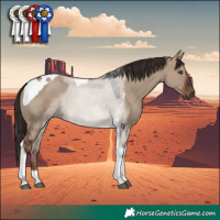 Horse Color:Liver Red Dun Tobiano 