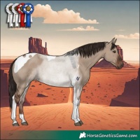 Horse Color:Liver Red Dun Tobiano 