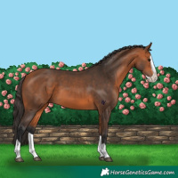 Horse Color:Bay Splash 
