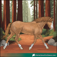 Horse Color:Chestnut 