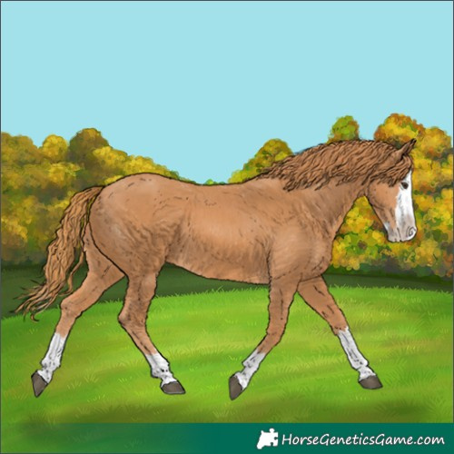 Horse Color:Chestnut Splash 